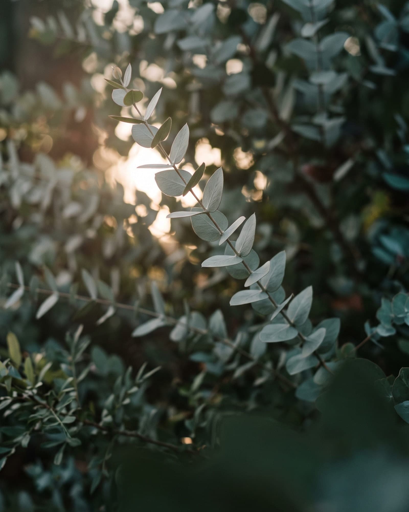 Backlit green foliage with soft light coming through the leaves.